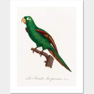 The Eclectus Parrot, Eclectus roratus from Natural History of Parrots (1801—1805) by Francois Levaillant. Posters and Art